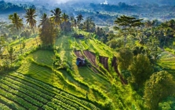 Ubud Bali travel guide
